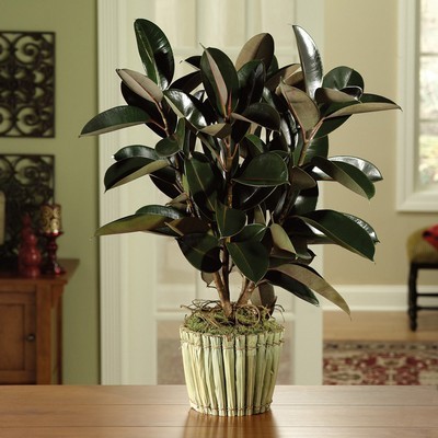 Rubber Tree