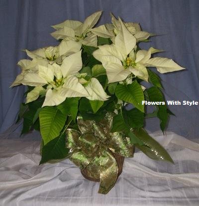 White Poinsettia