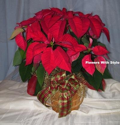 Red Poinsettia