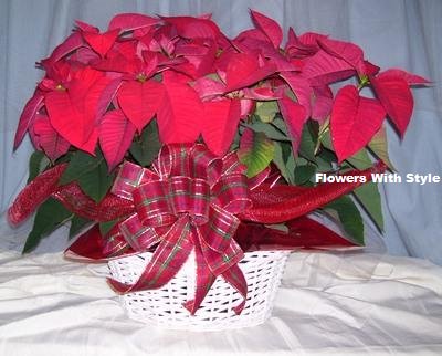 Double Poinsettia