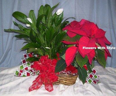 Peace Lily & Poinsettia