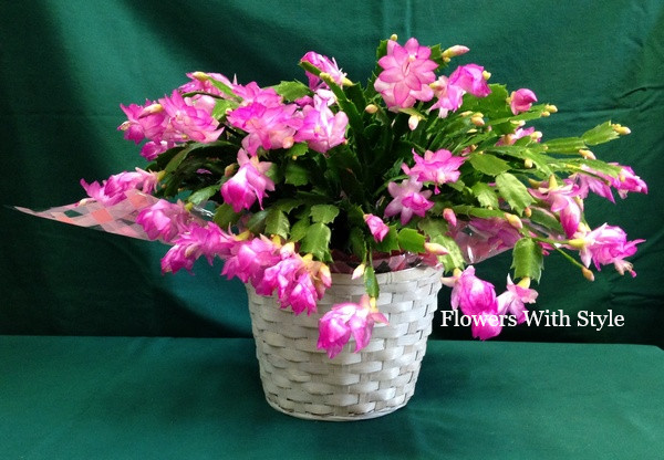 Christmas Cactus