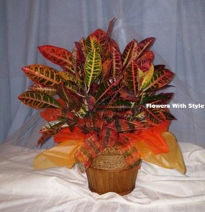 Croton/Large