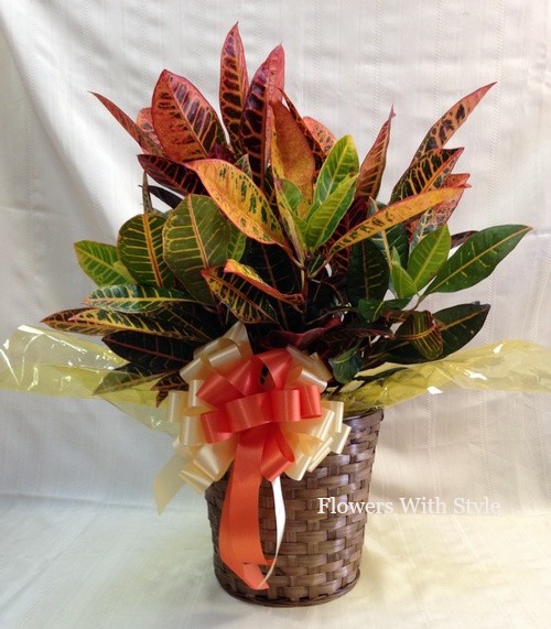 Croton/Small