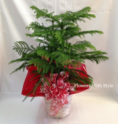 Norfolk Pine