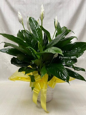 Peace Lily/small