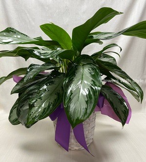 Marble Queen/Large