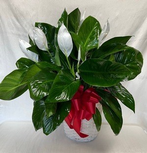 Peace Lily/large